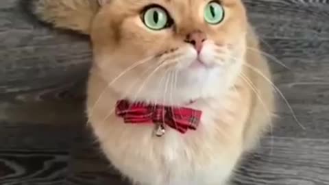 Cute Kitten Funny Videos 😍