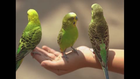 green parakeet