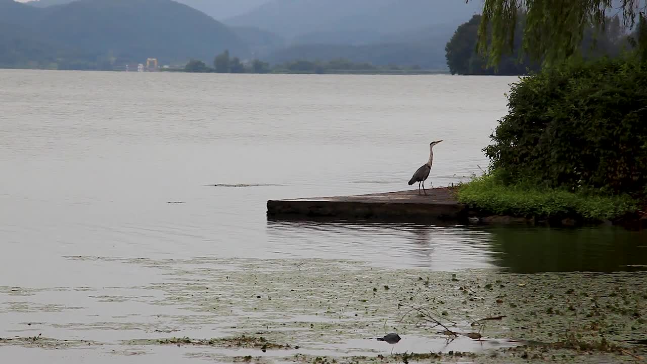 New Foreign And River Animal Nature Landscape