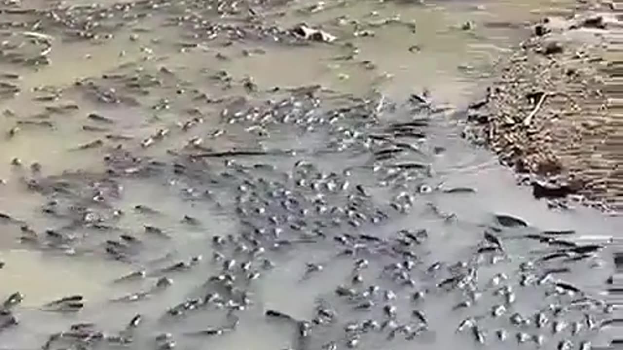 PT MASSACRA O NORDESTINO!