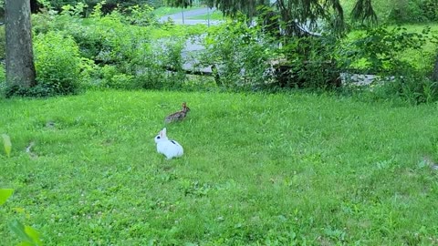 Pet rabbit meets wild rabbit for the first time