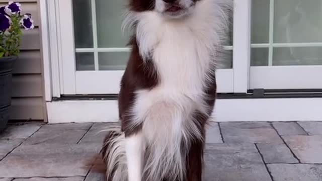 Train dogs trying to do high five