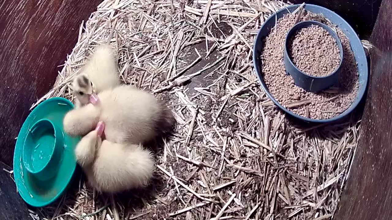 Farm life - ducks