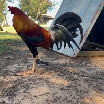 Jerry Adkins 20k Kelso