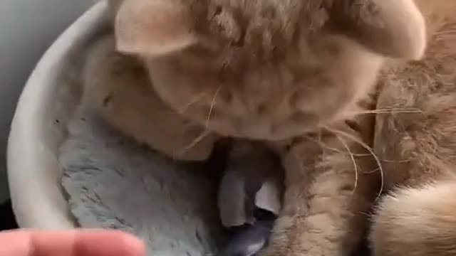 Cute cat video