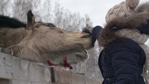 PETTING THE HORSE