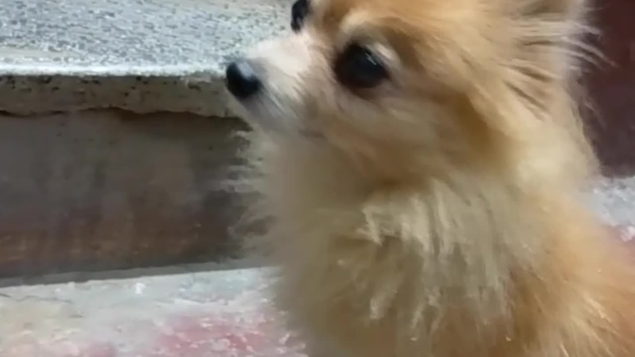 Masti karte dog