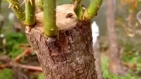 Rose Grafting