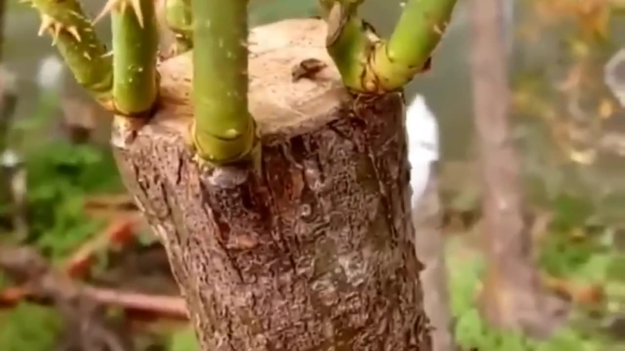 Rose Grafting
