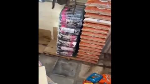 Funny Cats Videos 2024 😸 Funny Cat Videos