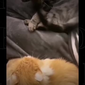 Funny Cat Video I Will Beat The Da Hell Out Of You