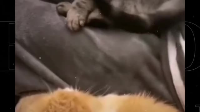 Funny Cat Video I Will Beat The Da Hell Out Of You