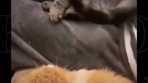 Funny Cat Video I Will Beat The Da Hell Out Of You