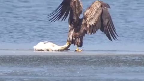 Eagle hunting huge fish