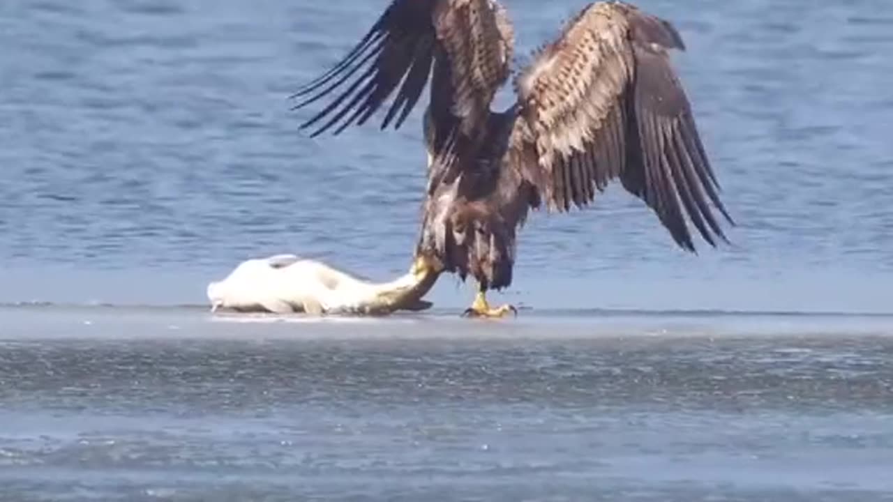 Eagle hunting huge fish