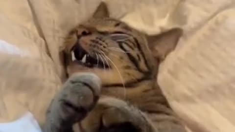 Funny Cat Rub Down
