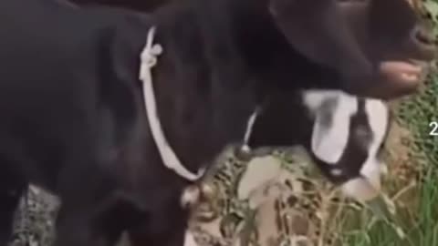 #animals #funny #video