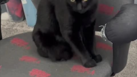 Adopting a Cat from a Shelter Vlog - Cute Precious Piper Inspects the Office Chair #shorts