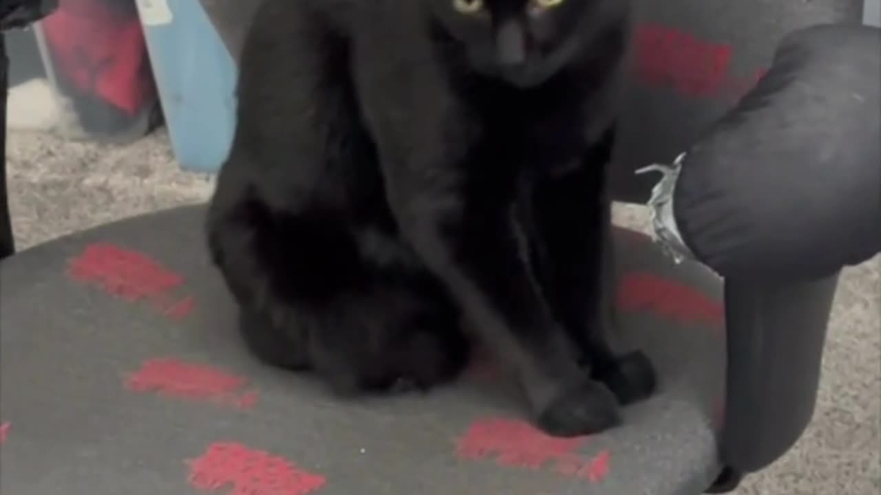 Adopting a Cat from a Shelter Vlog - Cute Precious Piper Inspects the Office Chair #shorts