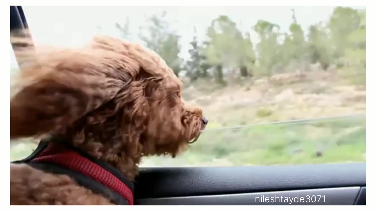 Dog travel in car funny video #viralvideos