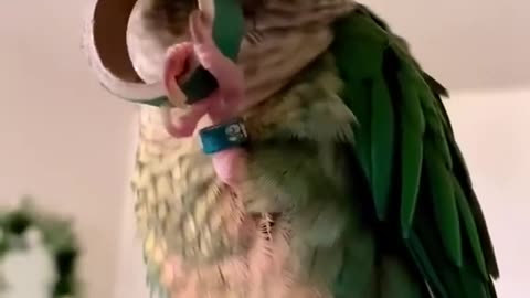 playing bird