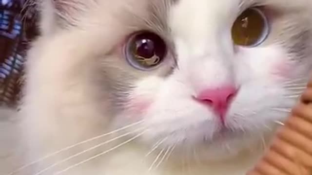 Cute Cats Videos #catmeow Funny Animals Compilation😹 Try Not To Laugh