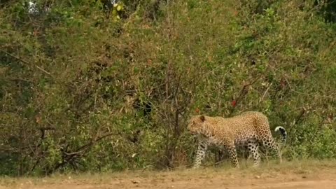 Leopards vs RABIT Running speeds