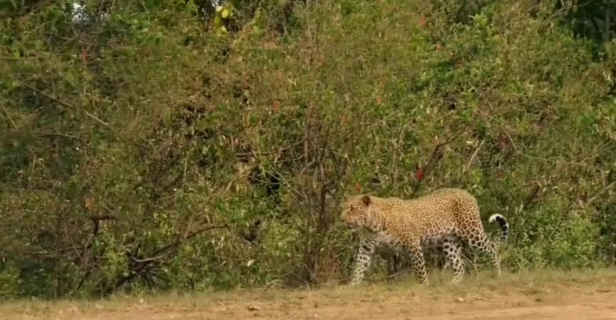 Leopards vs RABIT Running speeds