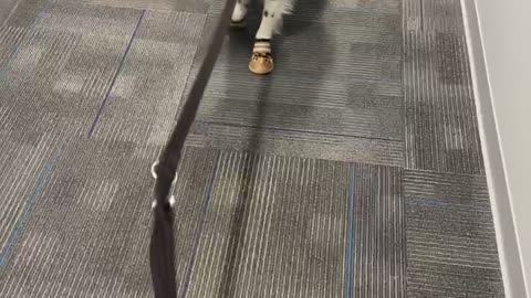 Dog Tries on New Boots and Forgets How to Move