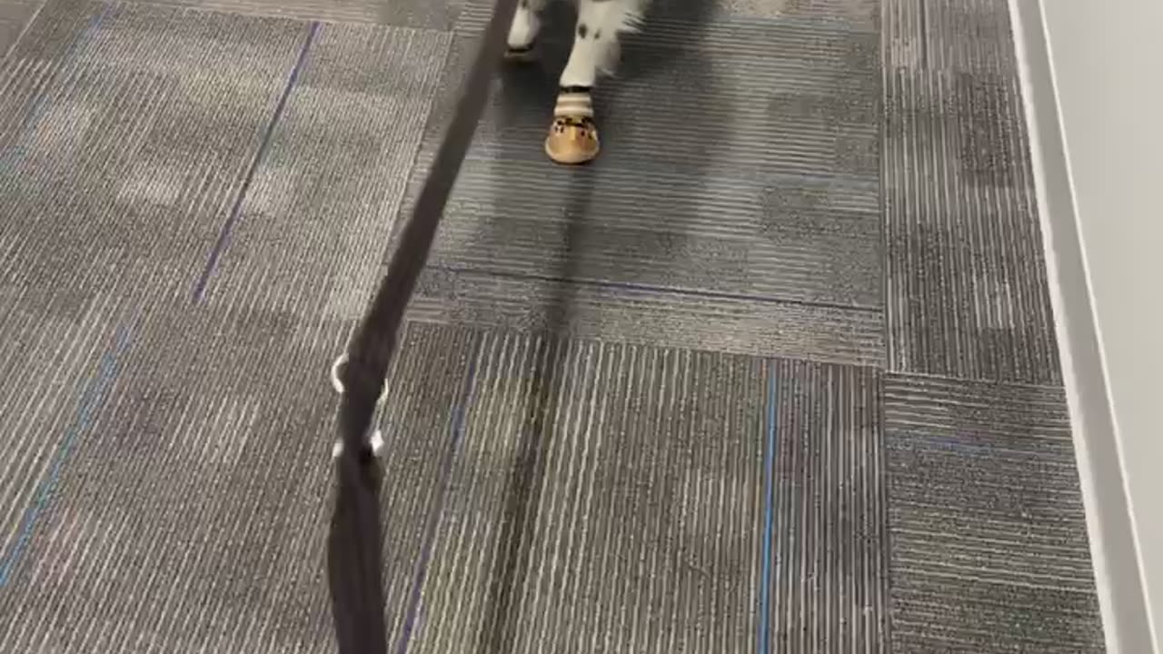 Dog Tries on New Boots and Forgets How to Move