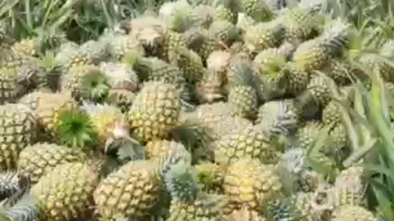 Pineapple trees vegetables berries