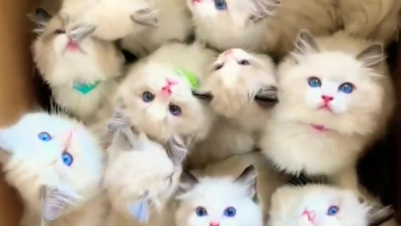 blue-eyed cats