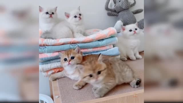 Kittens and cats beautiful videos compilation--2