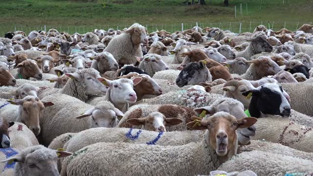 Flock of Sheep Blocks the Road