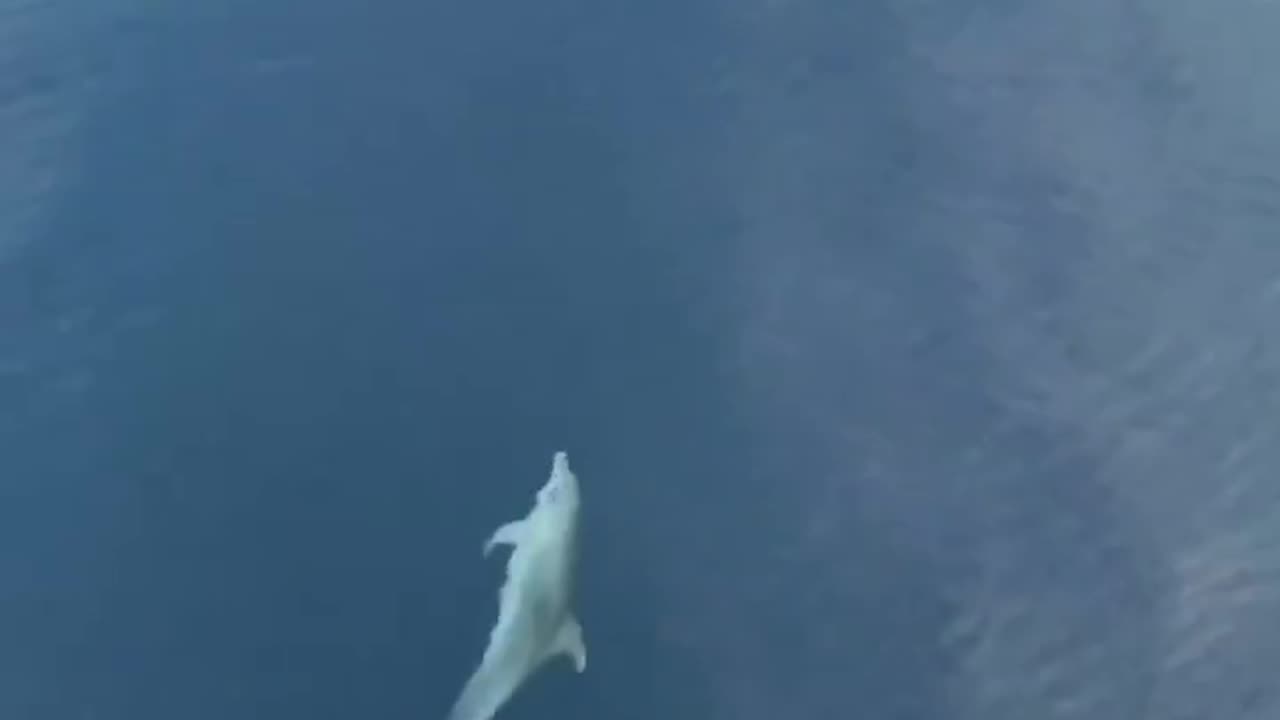 Funny fish