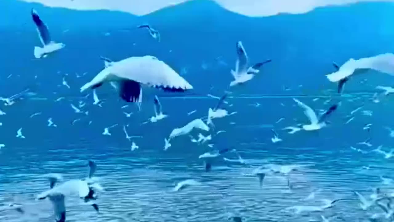 Nature, Birds, Sea, Sky