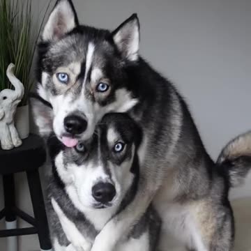 Adding a new trick every time we do this video, what do you want to see next？？