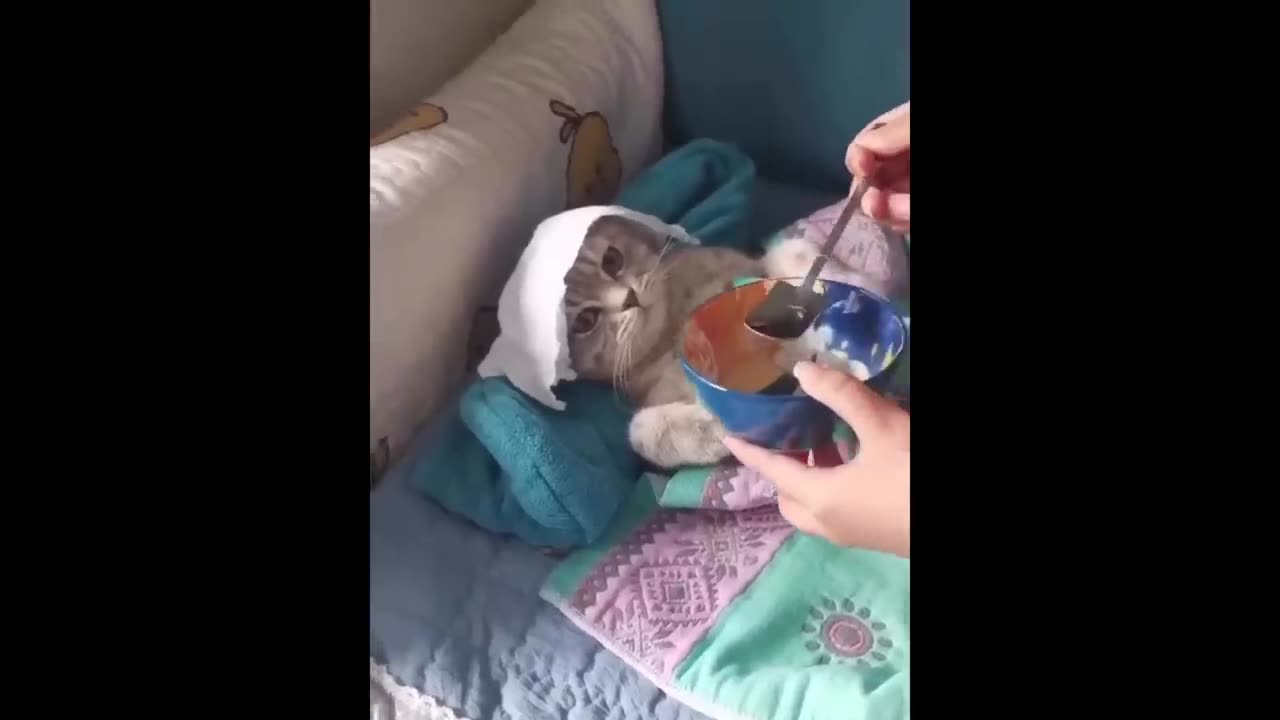 New Funny Animals π Funniest Cats and Dogs Videos πΊπΆ