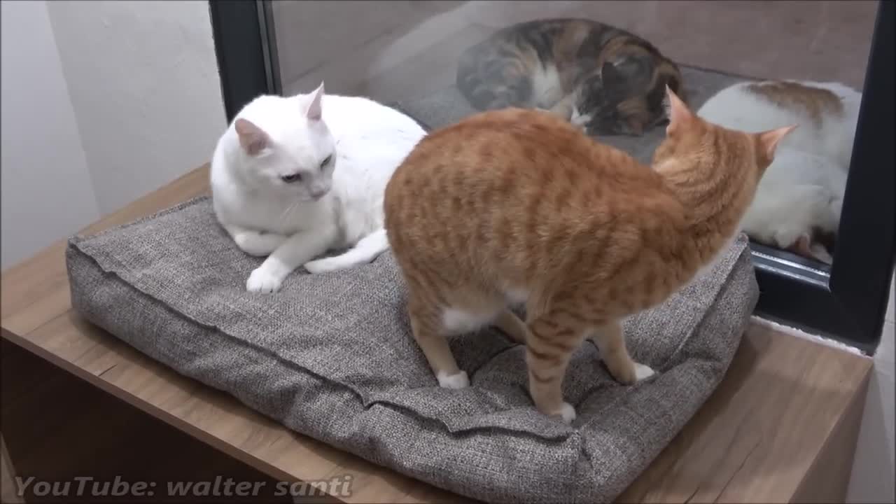 Cat Tries To Get On The Bed Without Waking Other Cat Up