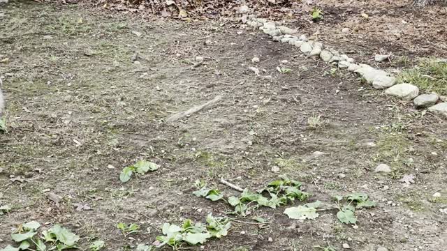 Dog Pack Plays in Giant Leaf Pile