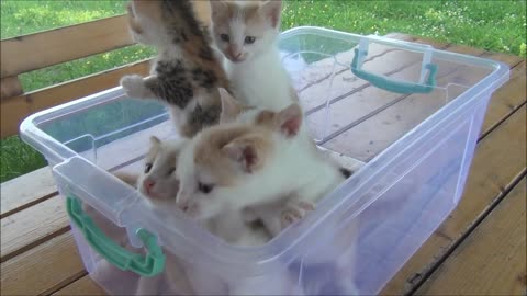 kittens meowing(too much…