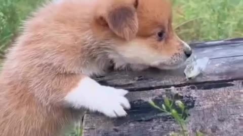Lovely Dog and Bird