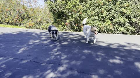 Saturday walk with my pups