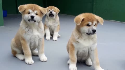 FILHOTES DE AKITA INU