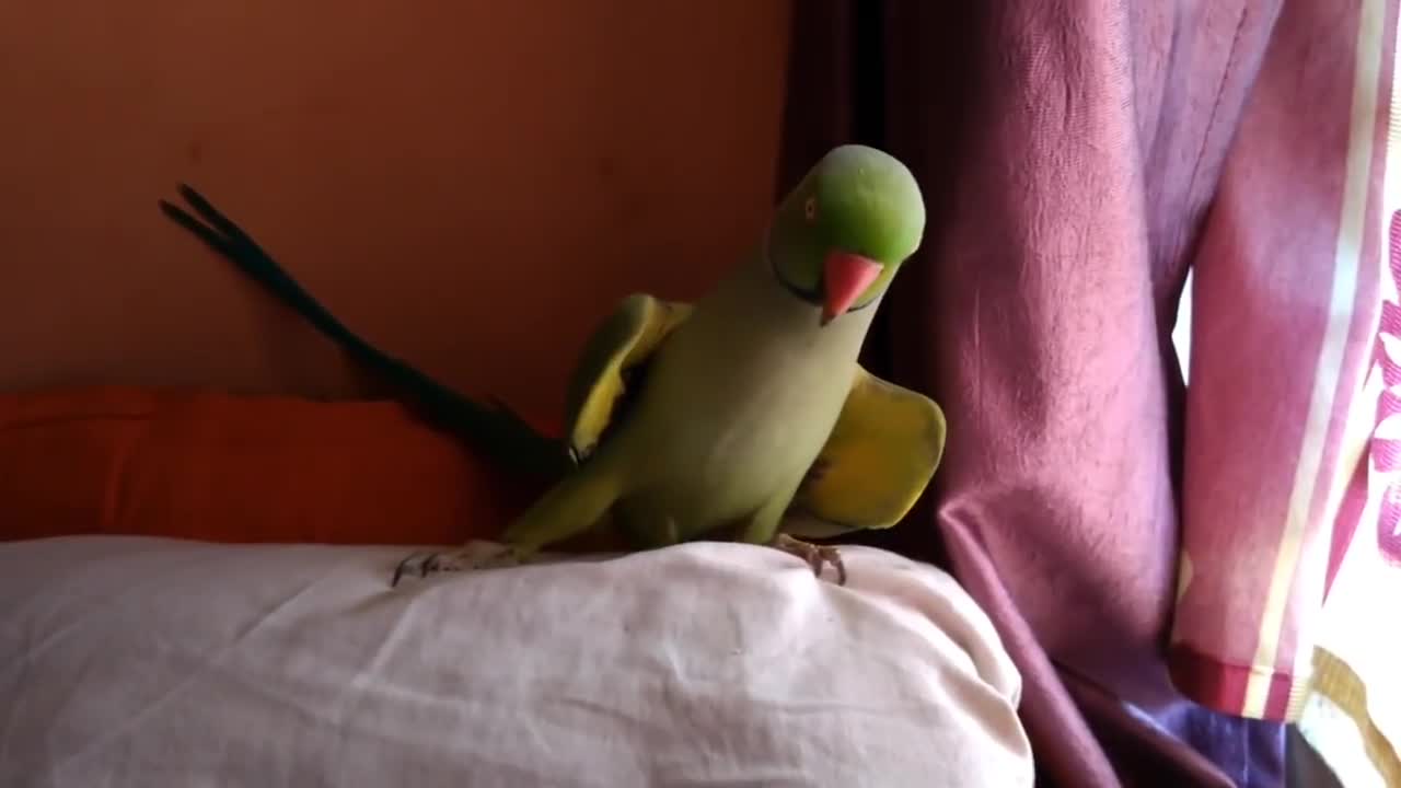 Nagin dance of Indian ringneck parrot