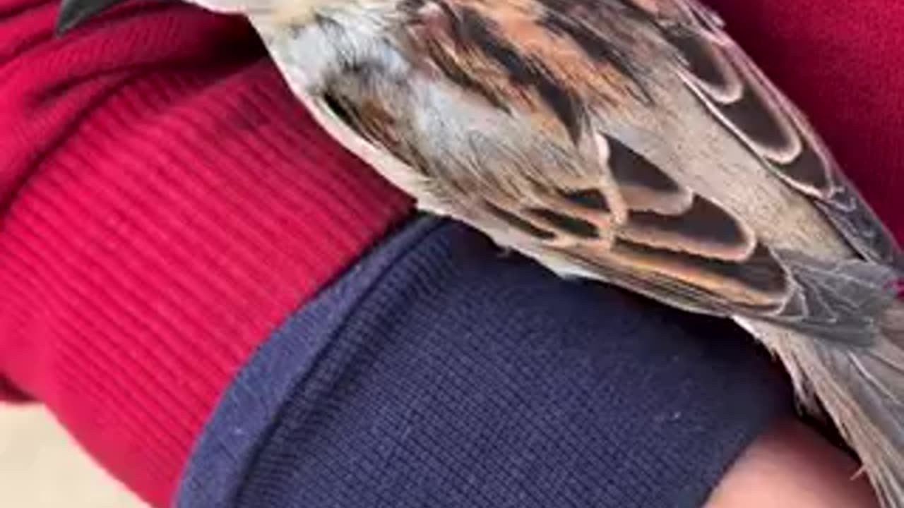 Beautiful bird 🐦 trending video