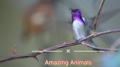 Amazing animals