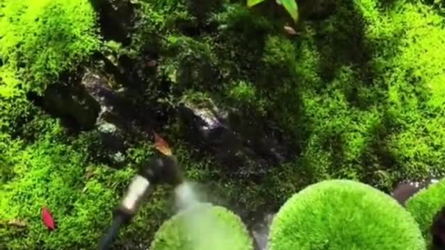 Water the plant