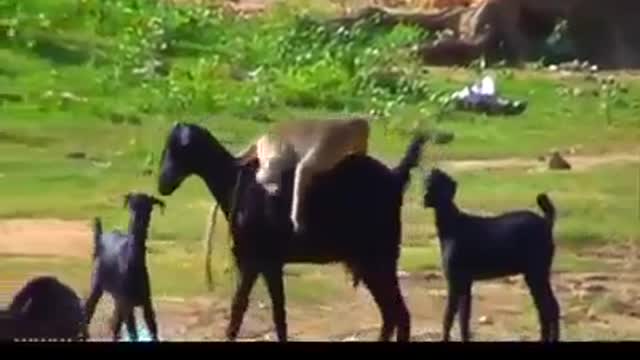 Monkey Having Fun Ride on Goat