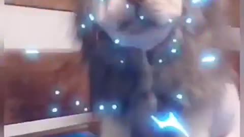 Smayl dog